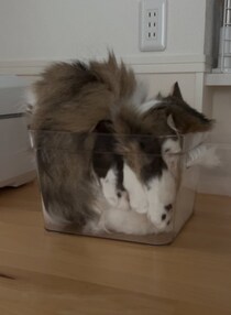 どこがどうなってる？　透明な箱に「複雑すぎる入り方」をする猫ちゃん