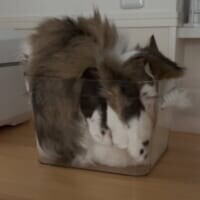 どこがどうなってる？　透明な箱に「複雑すぎる入り方」をする猫ちゃん