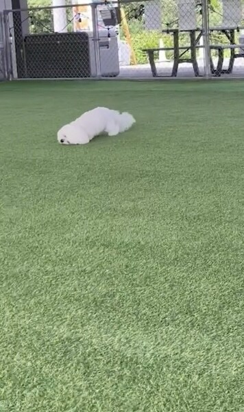 外では芝刈り機に