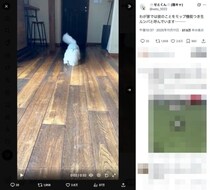 床掃除はおまかせ！「モップ機能つき生ルンバ」と化すビションフリーゼがかわいい