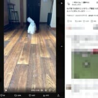 床掃除はおまかせ！「モップ機能つき生ルンバ」と化すビションフリーゼがかわいい