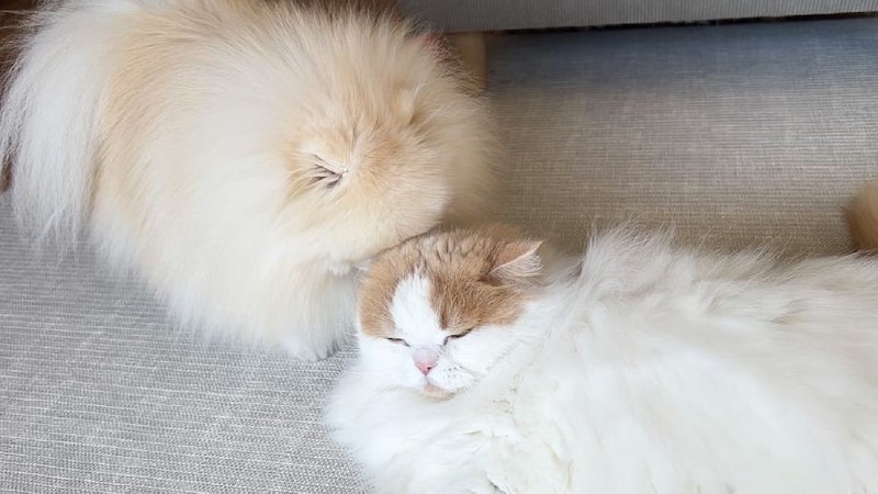 日常的に行われている猫吸い