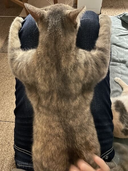 「ムキムキに見える」飼い主さんの膝にひっつく猫ちゃんの、頼もしすぎる背中が話題