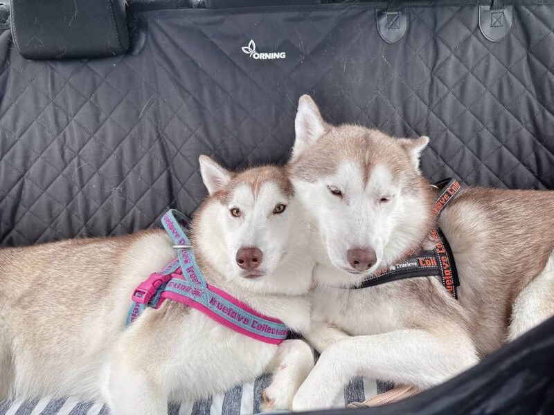 ナイトくんとアイリスちゃん