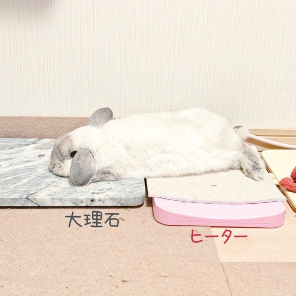 冷え冷えとポカポカを器用に使いこなす　絶妙バランスでくつろぐうさぎさん