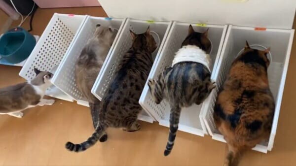 「一体全体どうした」アクロバティックすぎる猫の食事風景に爆笑