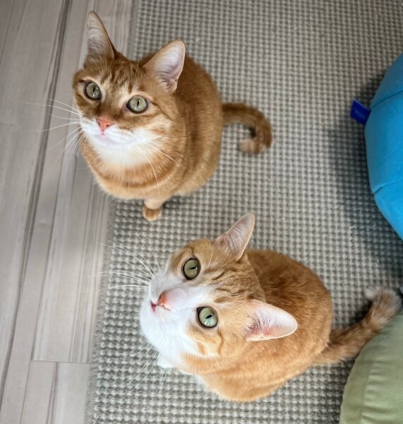 茶白猫「クウ」ちゃんと茶トラ猫「カイ」ちゃん