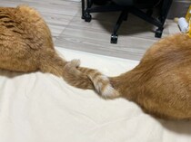 固い絆はしっぽで結ぶ？猫ちゃん2匹による「しっぽクルクル」が尊い