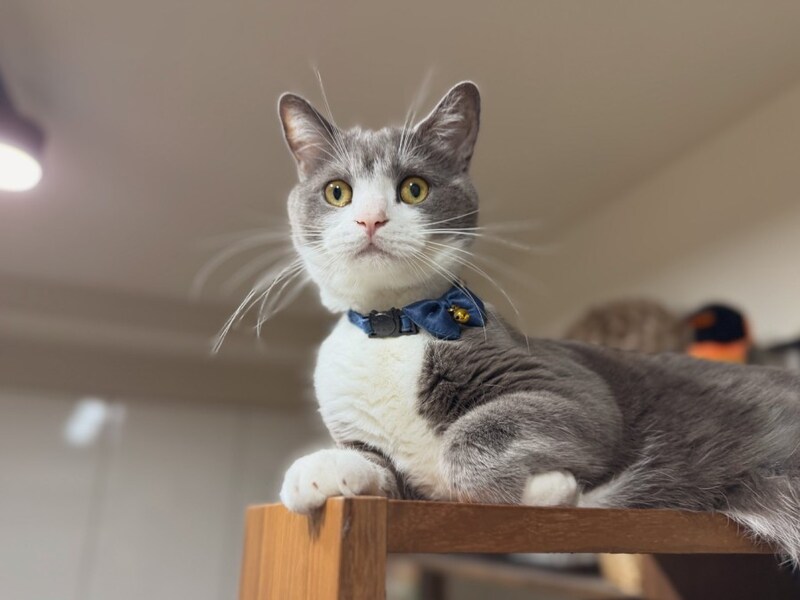 普段から表情豊かなしらたまくん