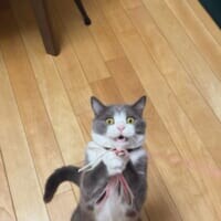 「えっ、獲れた！？」猫じゃらしをキャッチした瞬間の驚愕の表情