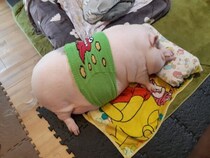 腹巻きを巻いてごろん、マイクロブタの“天使の寝姿”がXで1.9万いいね「愛くるしい」