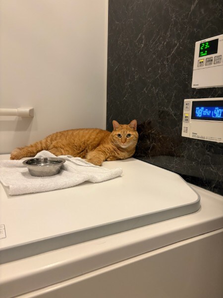 こいもちゃんにとって完全なる「聖域」