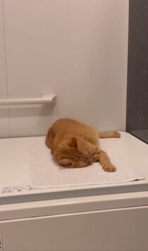 お風呂に入ろうとしたら……浴槽のフタの上で猫ちゃんがまさかの爆睡
