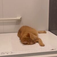 お風呂に入ろうとしたら……浴槽のフタの上で猫ちゃんがまさかの爆睡