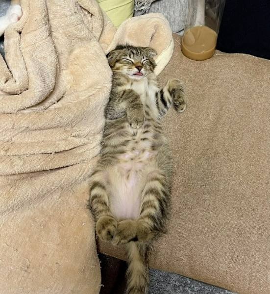 普段から舌を出したまま寝ることはあるというポテくん