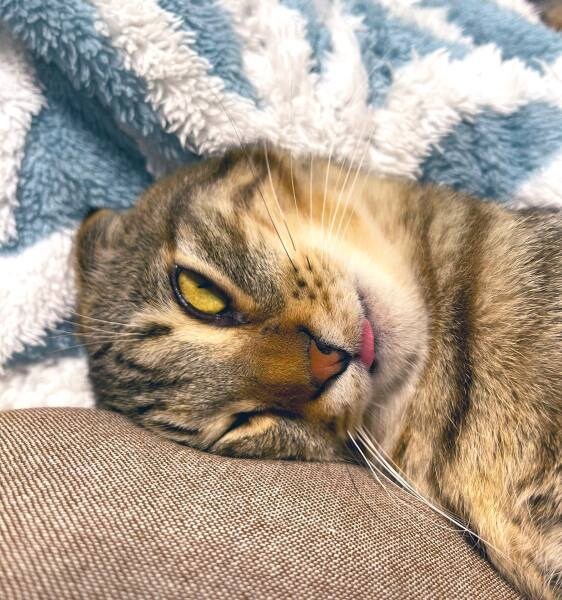 「嘘みたいだろ……」白目＆舌出しで爆睡する猫ちゃんの顔芸が衝撃的すぎる