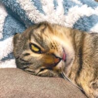 「嘘みたいだろ……」白目＆舌出しで爆睡する猫ちゃんの顔芸が衝撃的すぎる