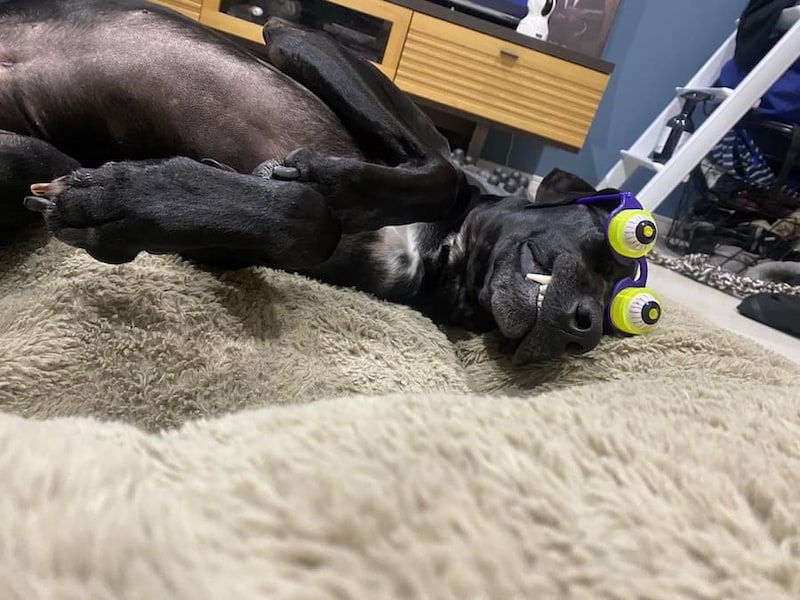 寝ているときのSOLくん