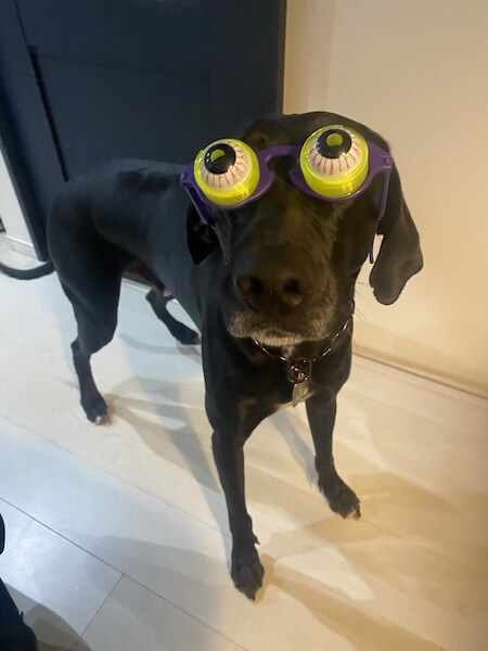 パーティー用メガネがジャストフィット おちゃめなワンちゃんに「二度見しちゃった」