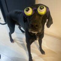 パーティー用メガネがジャストフィット おちゃめなワンちゃんに「二度見しちゃった」