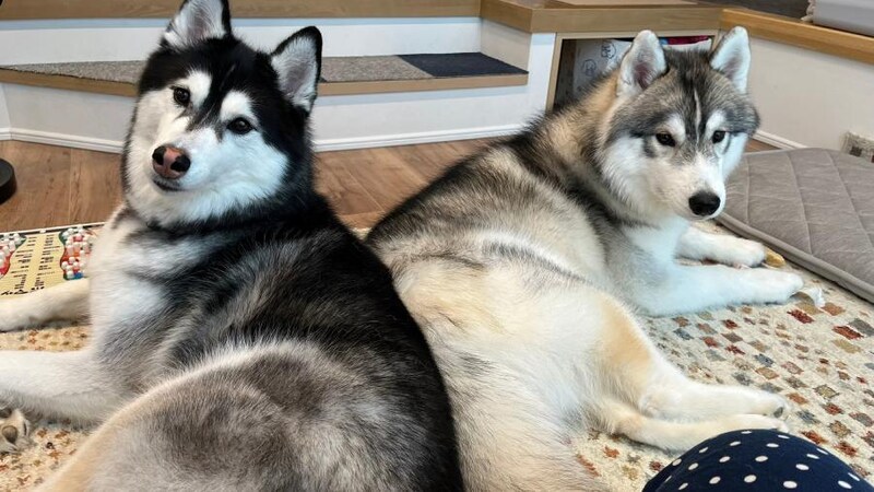 ルーナちゃんとレオくん