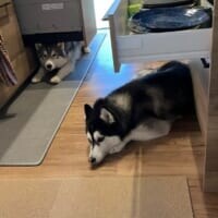 ハスキーあるある？食洗機や食器棚を屋根にくつろぐ姿がかわいすぎる