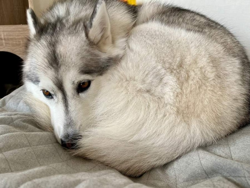 きれいな円を描いたワンモナイト