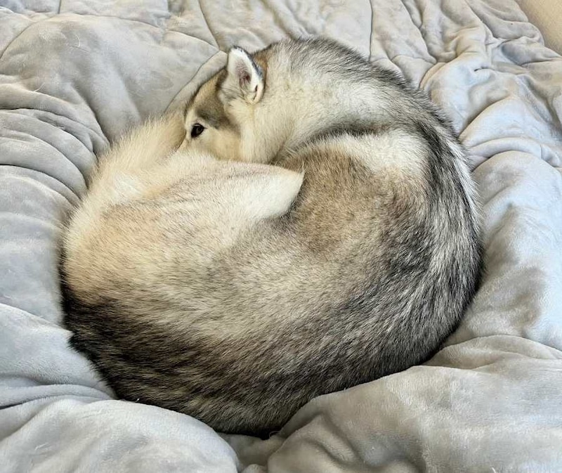 見ているだけで温かい気持ちになれるさくらちゃんのワンモナイト