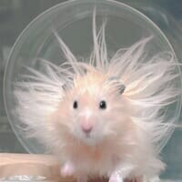 ハムスターが神に進化！？突如自宅に降臨したかわいい「太陽神」