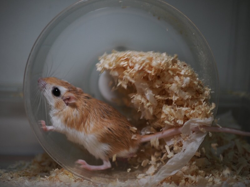 チャーハン炒めてる?床材満載の回し車で全力疾走するネズミくんが話題