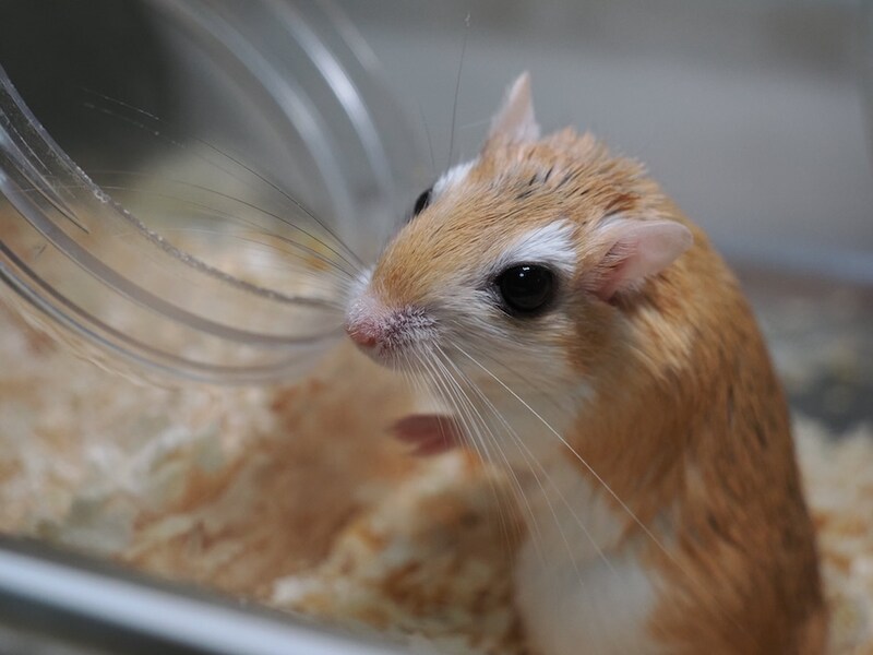 夜行性なバルくん