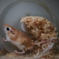 チャーハン炒めてる？床材満載の回し車で全力疾走するネズミくんが話題