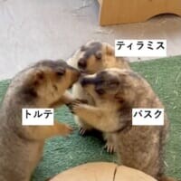 マーモットのケンカごっこ動画が話題　仲裁に入った1匹がまさかの被害者に