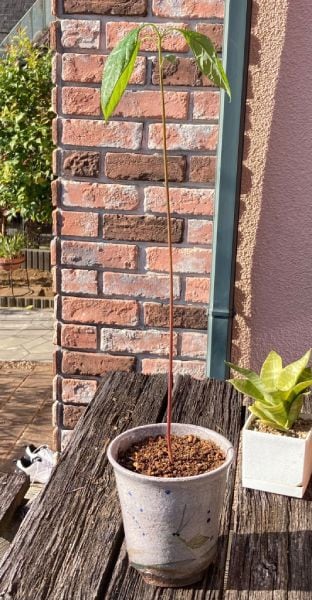 後日早速鉢に移し替えたようす