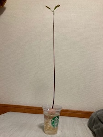 「思ってたのと違う」アボカドの種を放置してたらまさかの“極細”に成長