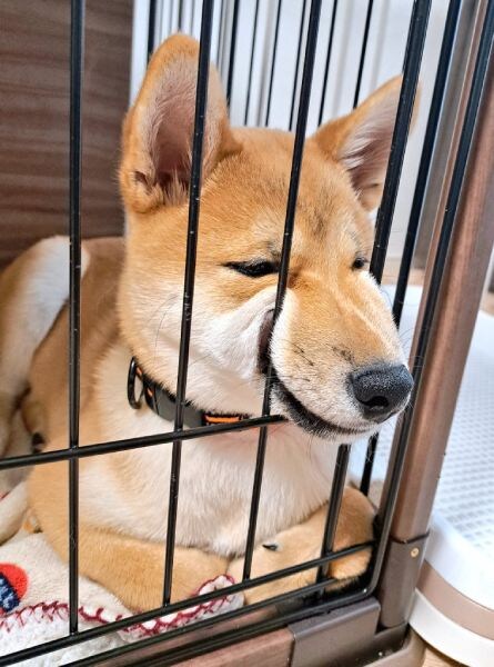 変顔を披露する柴犬きなこくん