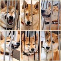 「挟まり系柴」の破壊力がすごい　柵にマズルをねじ込み“変顔”連発する柴犬