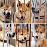 「挟まり系柴」の破壊力がすごい　柵にマズルをねじ込み“変顔”連発する柴犬