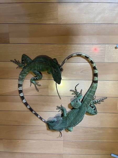 トカゲのカップルが生み出した奇跡の1枚！交尾行動中の愛らしい“ハート”に反響