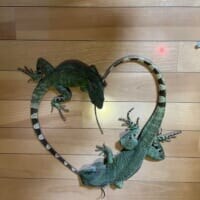 トカゲのカップルが生み出した奇跡の1枚！交尾行動中の愛らしい“ハート”に反響