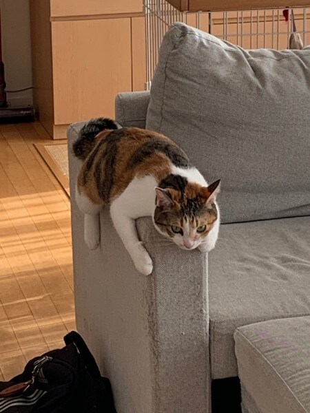 寒くなってくると見られなくなるという、まさに季節限定の光景