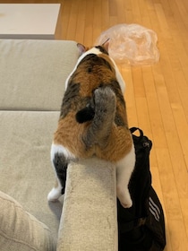 「あんた、本当に猫なのかい！？」　ソファの肘掛けで完全なる脱力を見せる猫