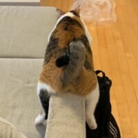 「あんた、本当に猫なのかい！？」　ソファの肘掛けで完全なる脱力を見せる猫