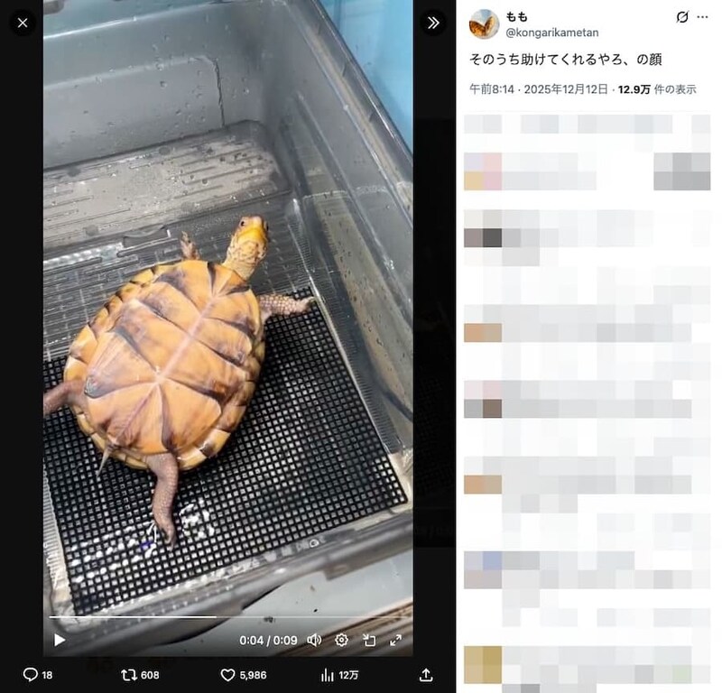 ひっくり返ったカメ「そのうち助けてくれるやろ」の余裕　全身に漂う他人まかせ感