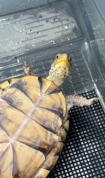 首だけで見てくる