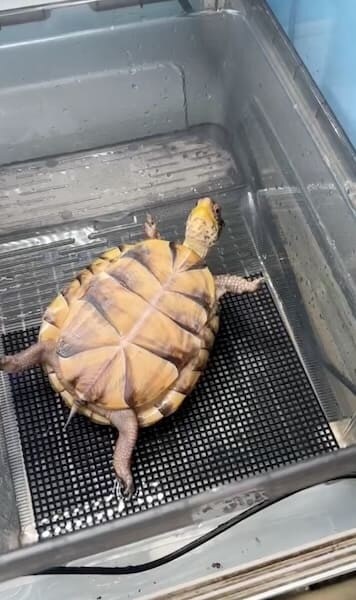 ひっくり返ったナナちゃん