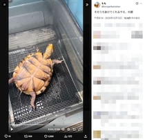 ひっくり返ったカメ「そのうち助けてくれるやろ」の余裕　全身に漂う他人まかせ感