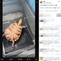 ひっくり返ったカメ「そのうち助けてくれるやろ」の余裕　全身に漂う他人まかせ感