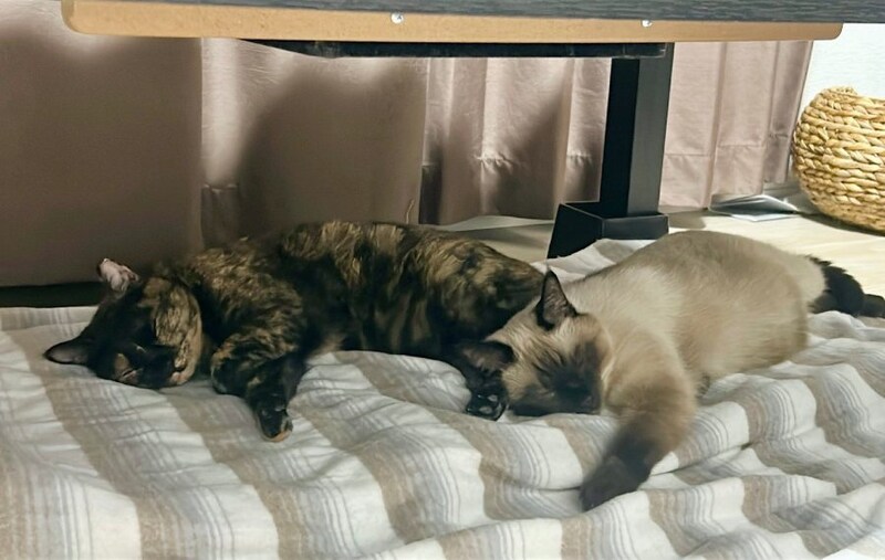 サラミちゃんとナッツくん