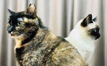 まるでキラとアスラン　背中合わせで佇む猫たちが「ガンダムSEED」のOPすぎる